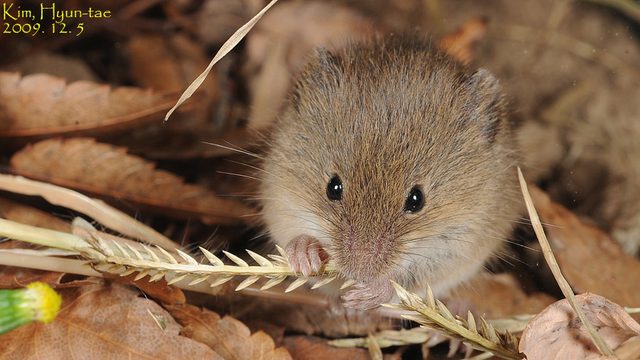 Harvest Mouse reference