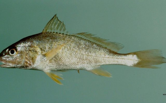 Atlantic Croaker reference