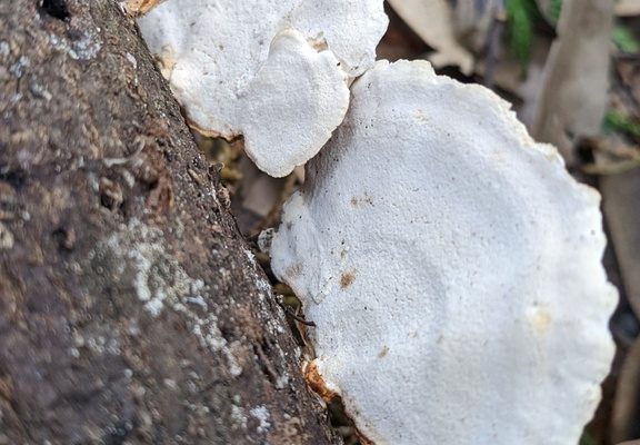 Dark Microporus reference