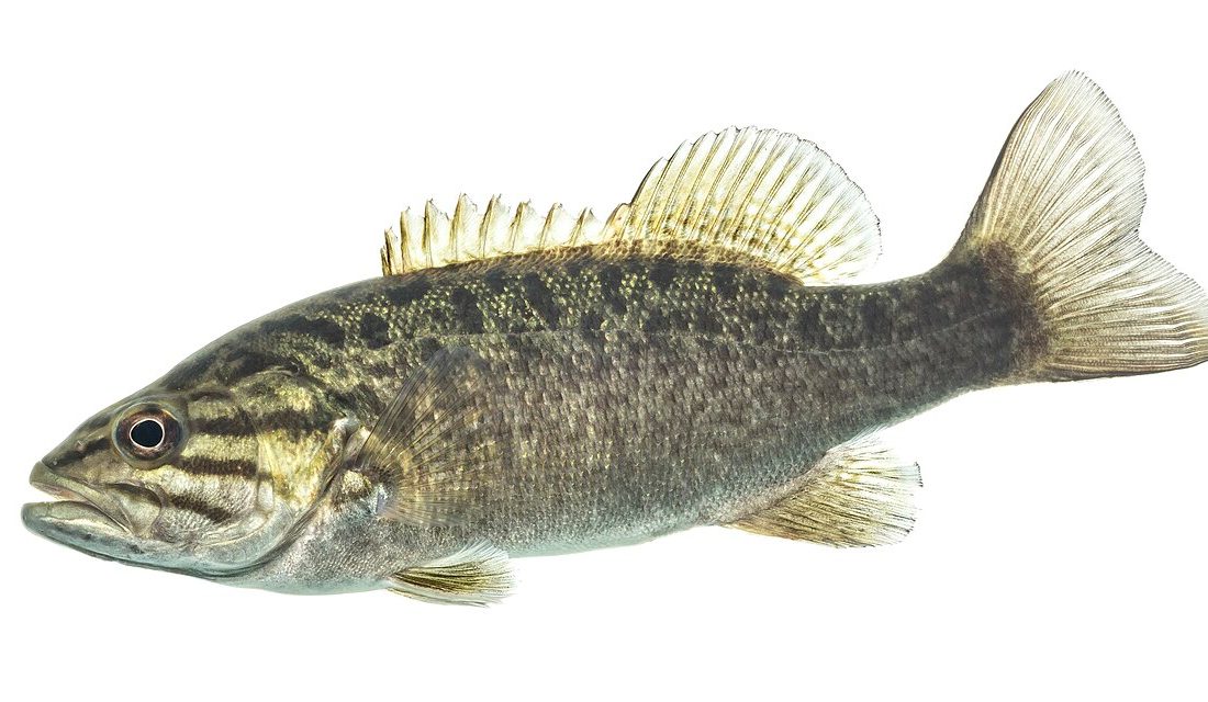Micropterus dolomieu reference