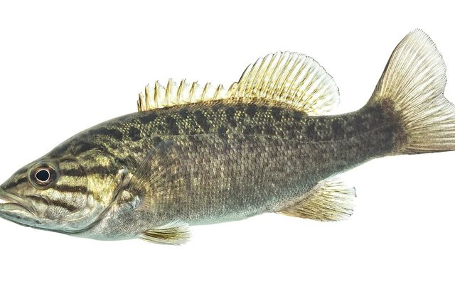 Smallmouth Bass reference