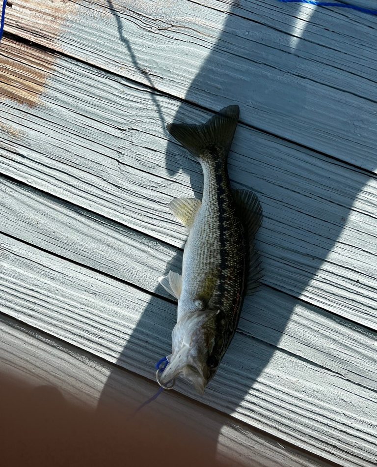 Alabama Bass reference