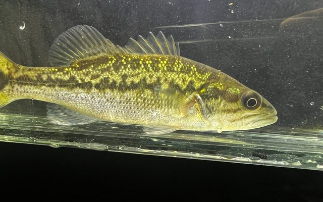Spotted Bass reference