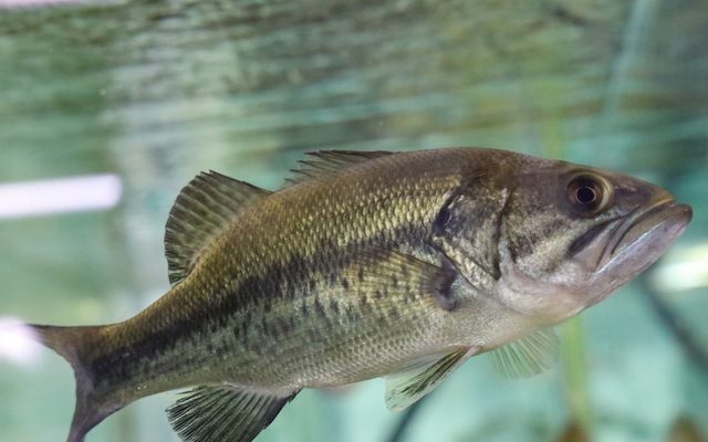 Largemouth Bass reference