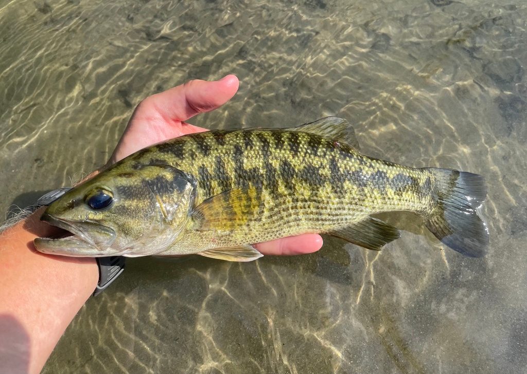 Guadalupe Bass reference