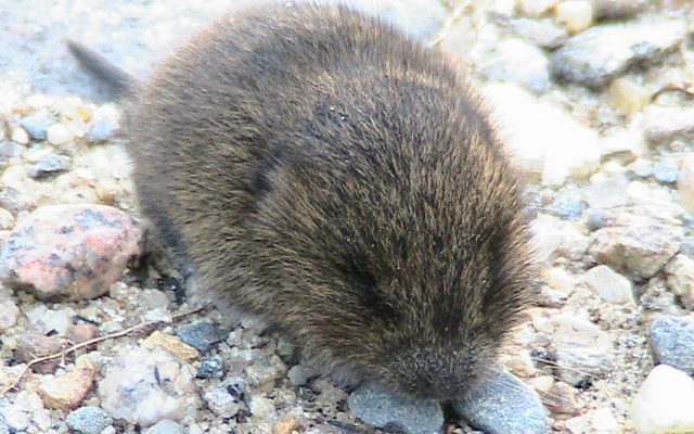 Meadow Vole reference