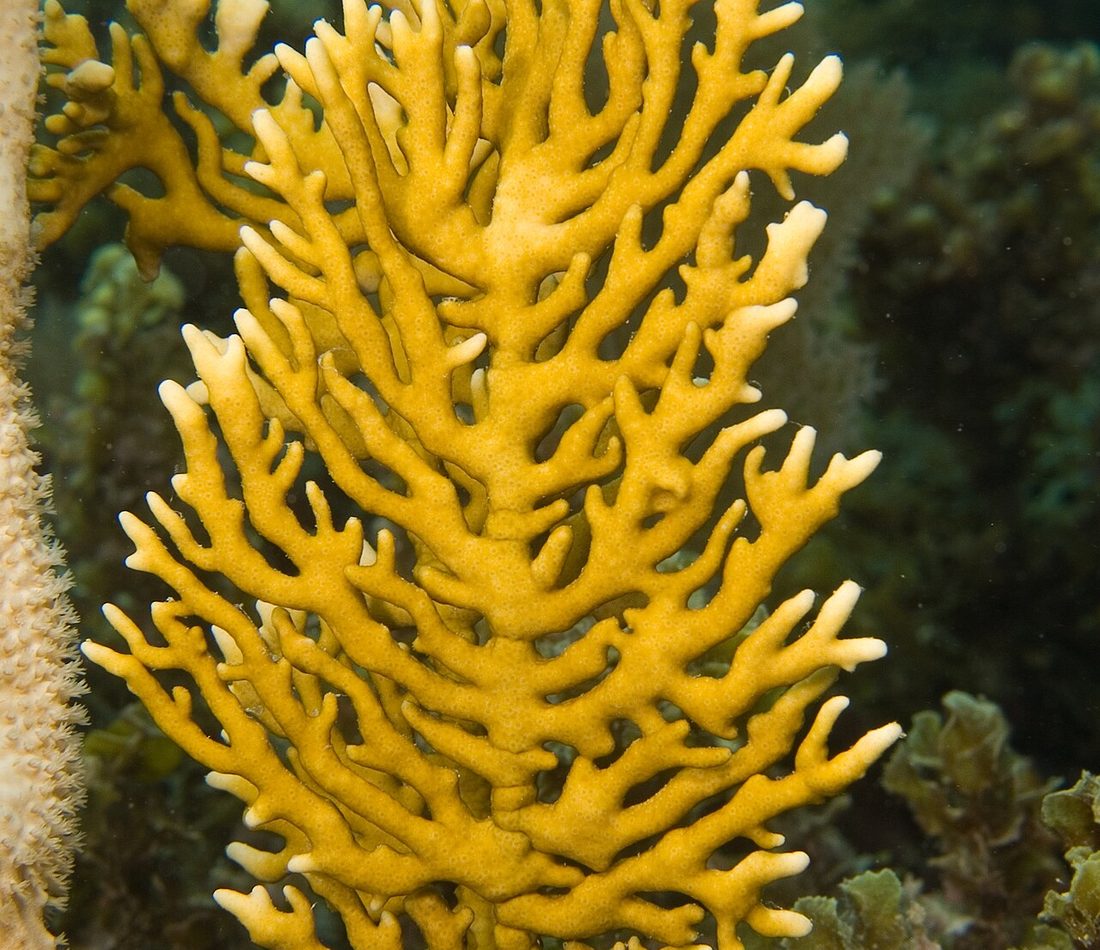 Fire Coral reference
