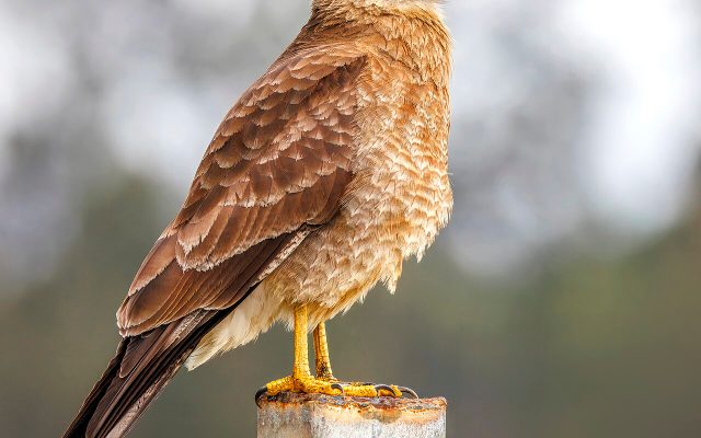 Chimango Caracara reference
