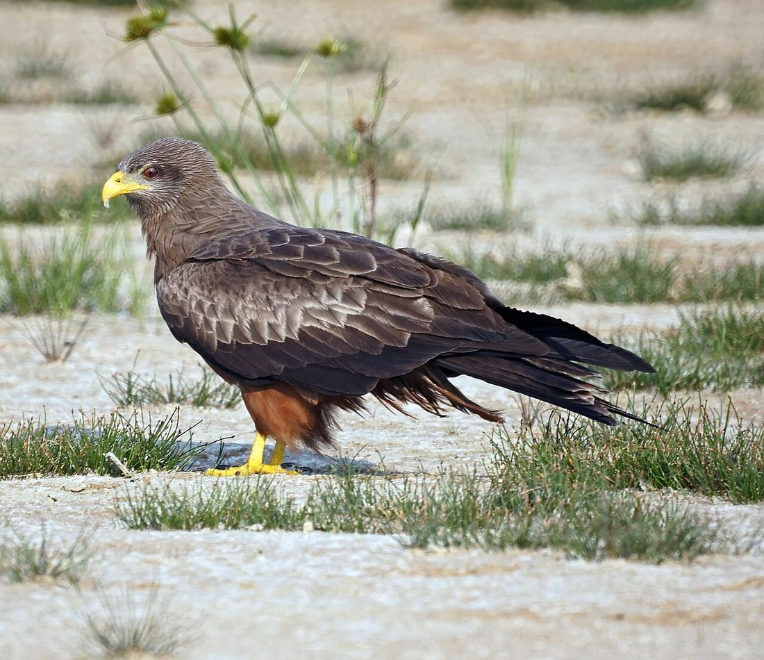 Yellow-billed Kite reference
