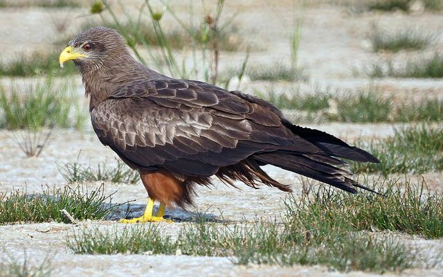 Yellow-billed Kite reference