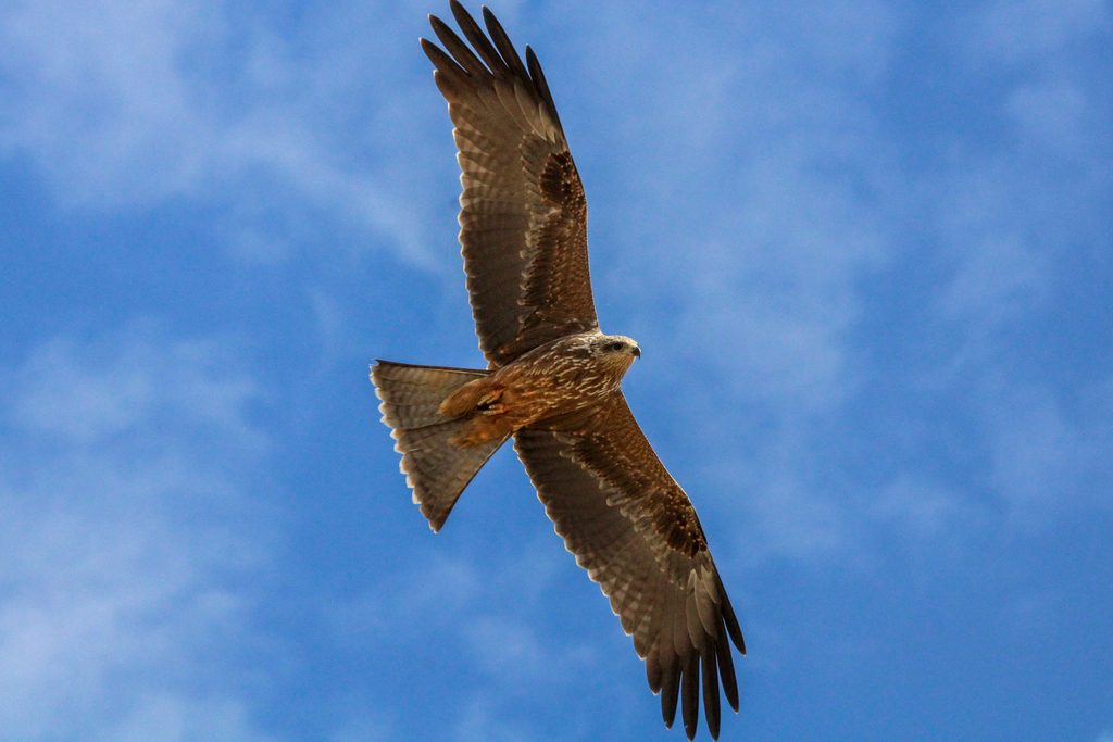 Black Kite reference