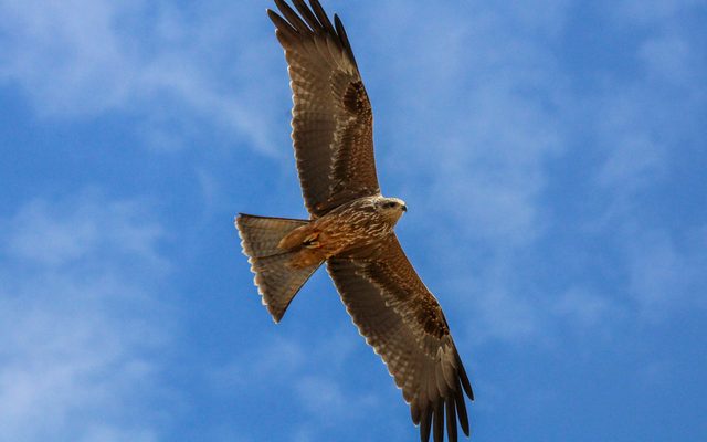 Black Kite reference