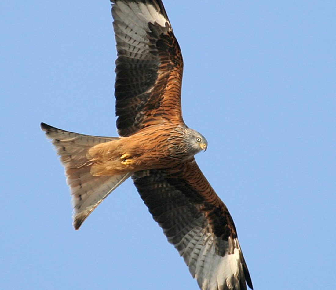 Red Kite reference