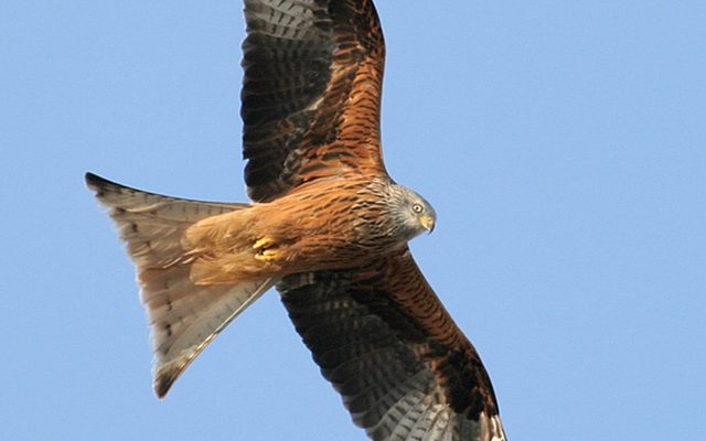 Red Kite reference