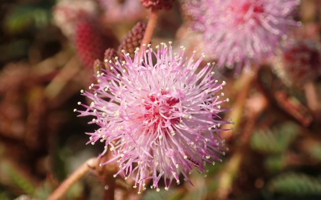 Sensitive Plant reference