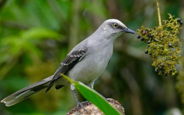 Tropical Mockingbird reference