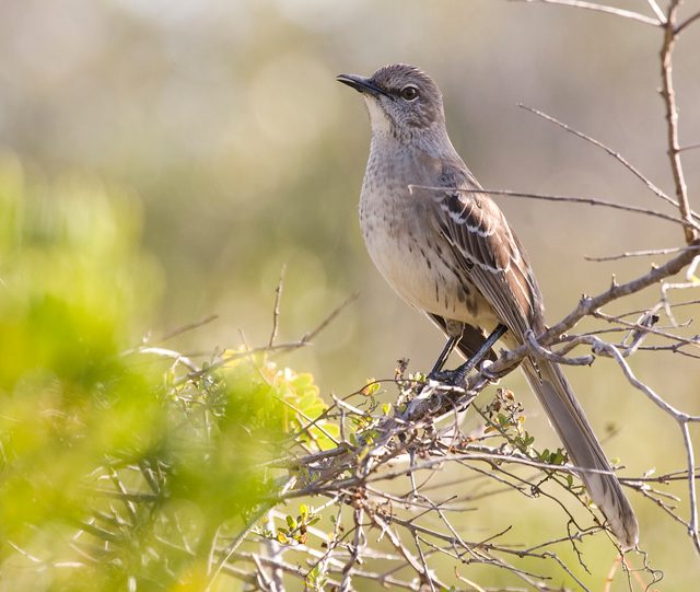 Bahama Mockingbird reference