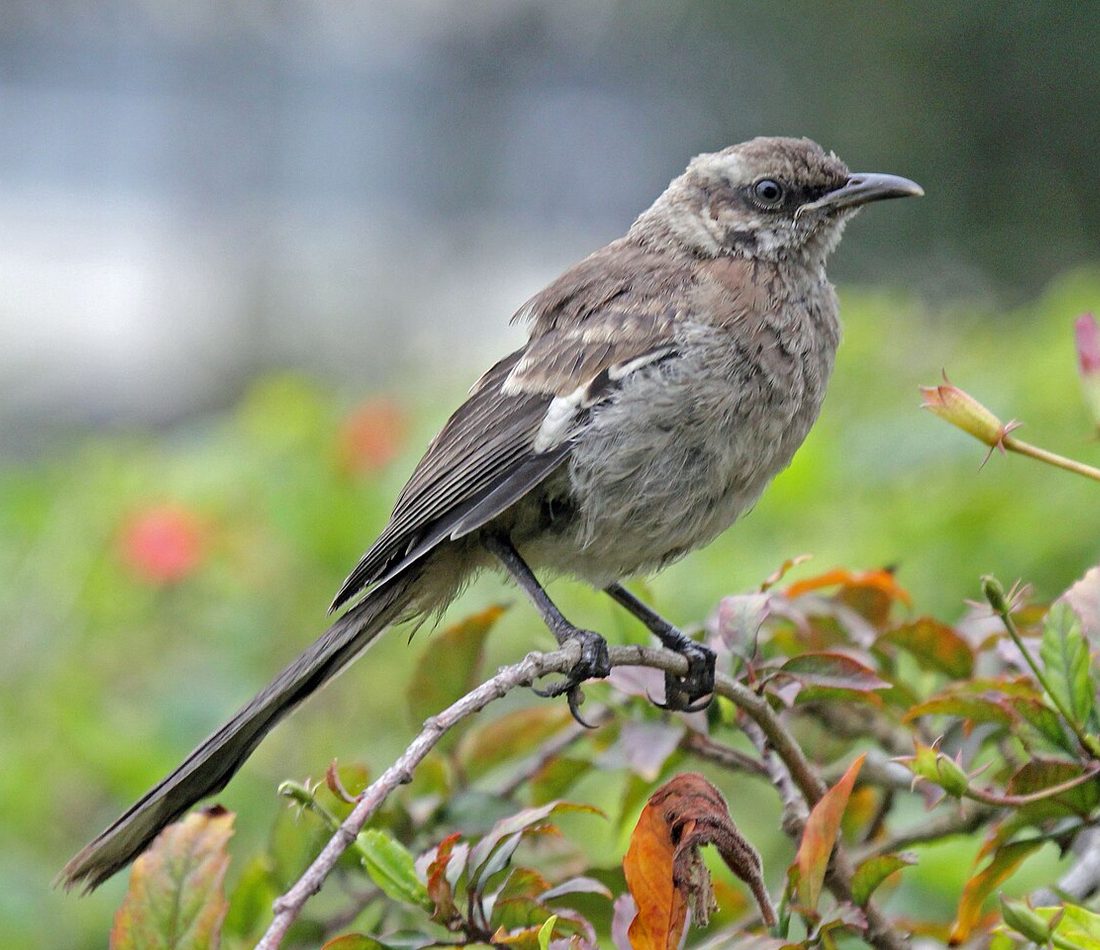Long-tailed Mockingbird reference