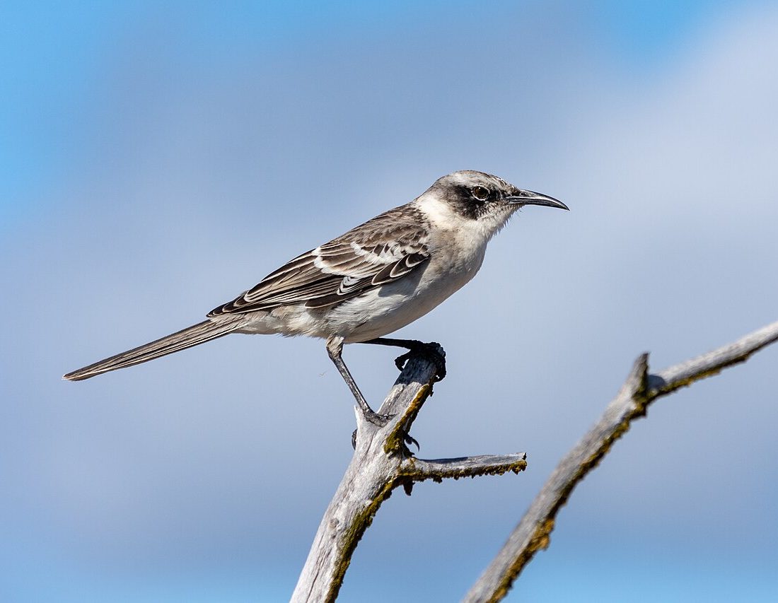 Galapagos Mockingbird reference