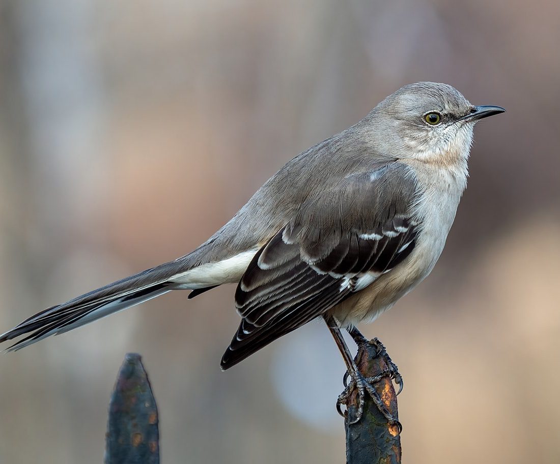 Northern Mockingbird reference