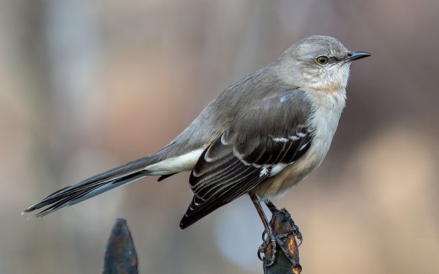 Northern Mockingbird reference