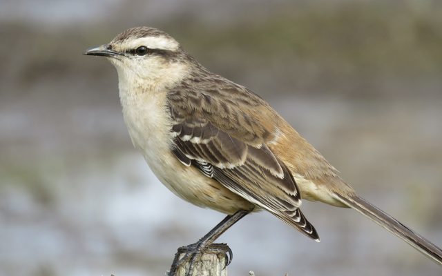 Chalk-browed Mockingbird reference