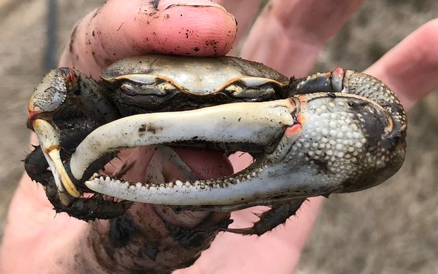 Red Jointed Fiddler Crab reference