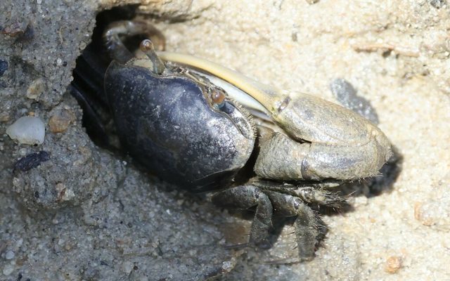 Atlantic Sand Fiddler Crab reference