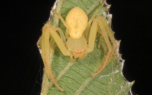 Green Crab Spider reference