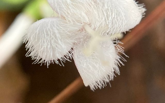 Partridgeberry reference