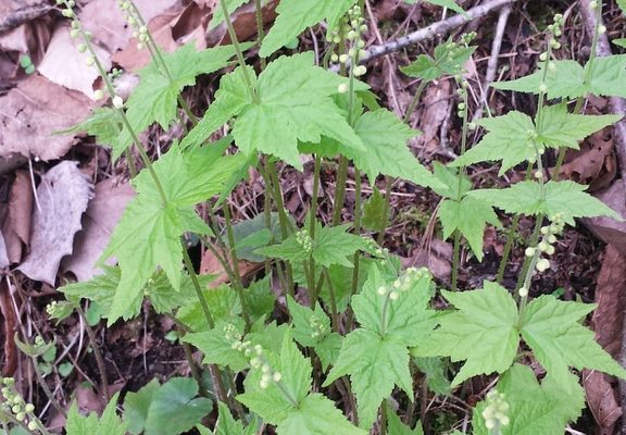 Two-leaved Mitrewort reference
