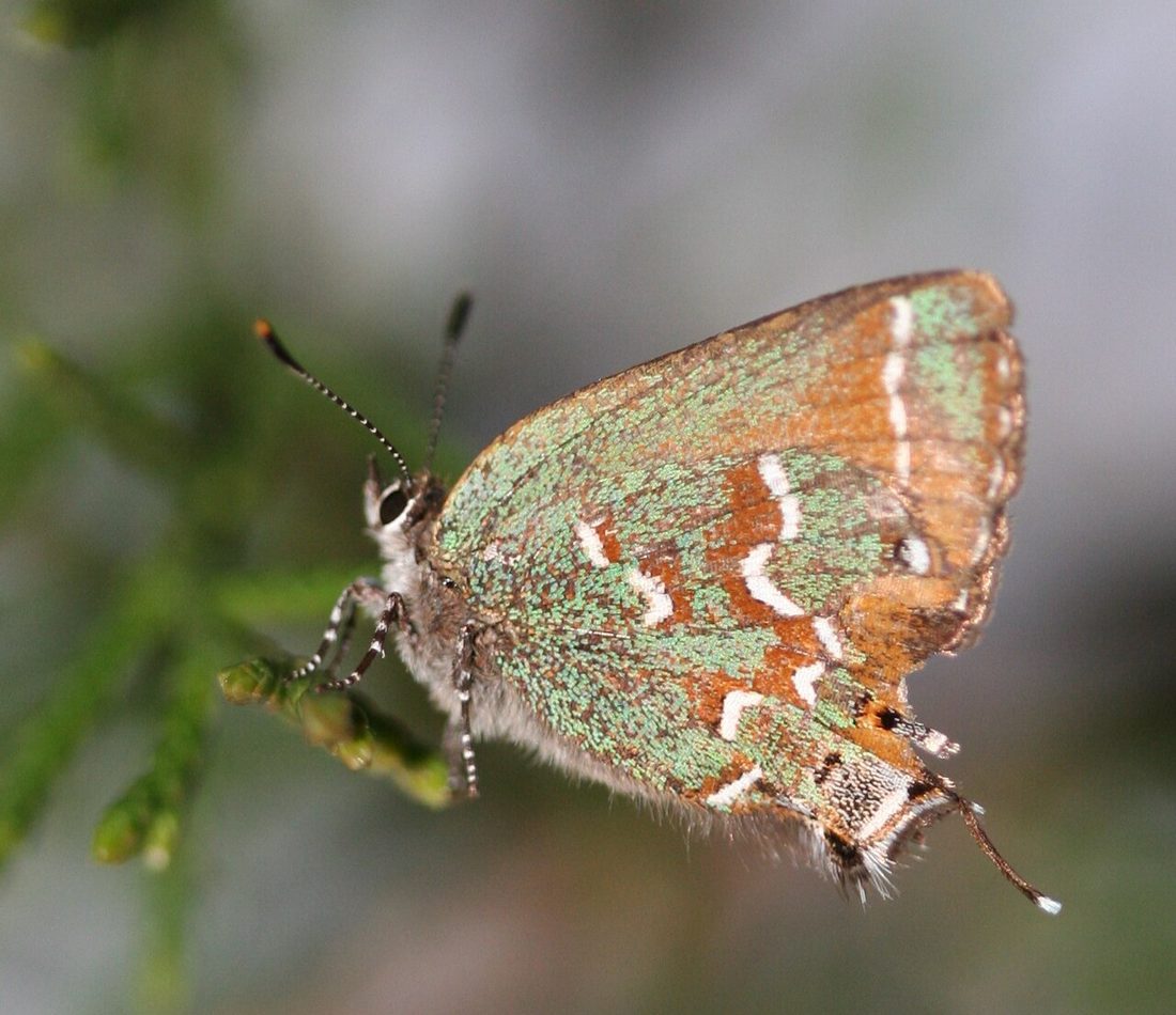 Olive Hairstreak reference