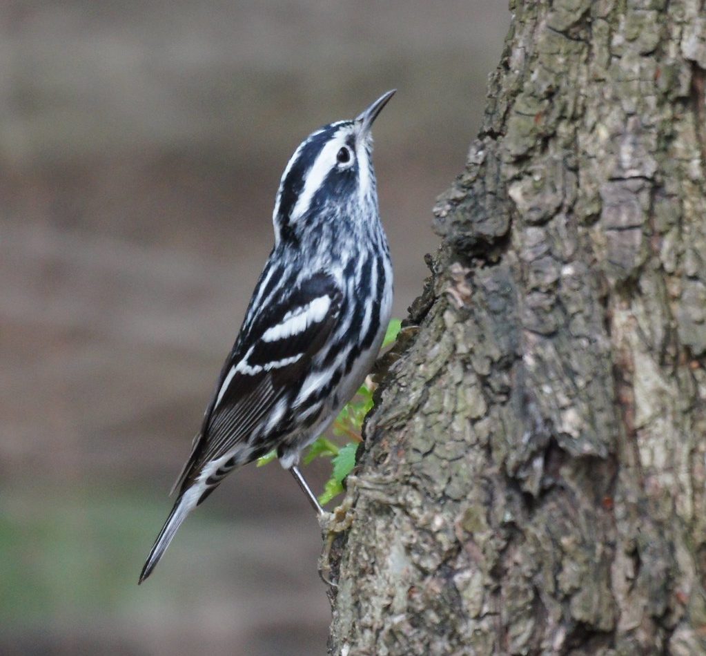 Black-and-white Warbler reference