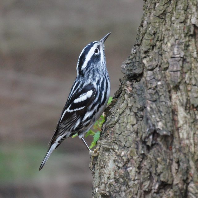 Black-and-white Warbler reference
