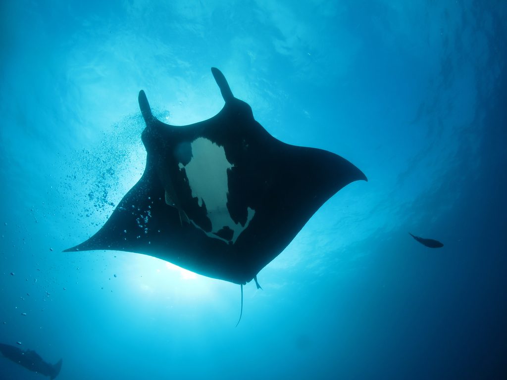 Giant Oceanic Manta Ray reference