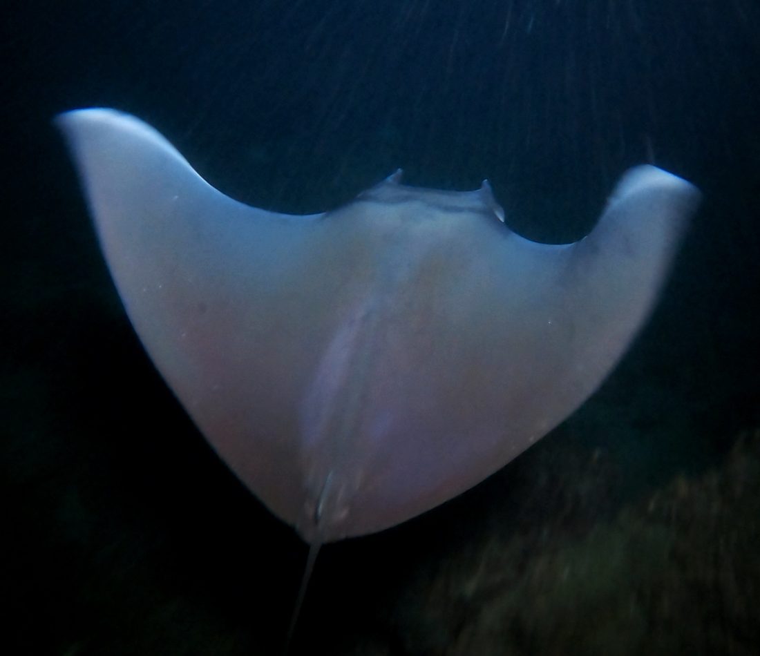Munk's Devil Ray reference