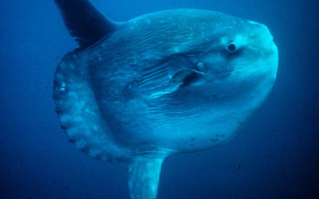 Ocean Sunfish reference