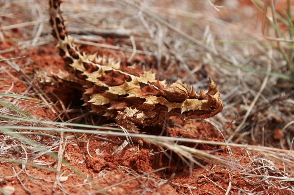 Thorny Devil reference
