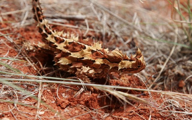 Thorny Devil reference