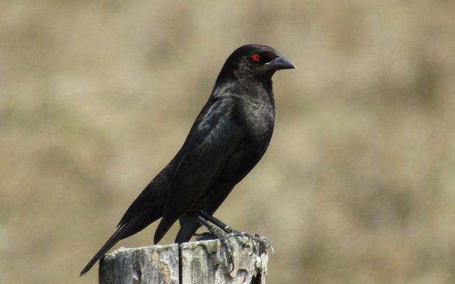 Bronzed Cowbird reference