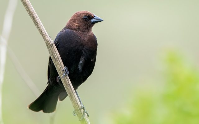 Brown-headed Cowbird reference