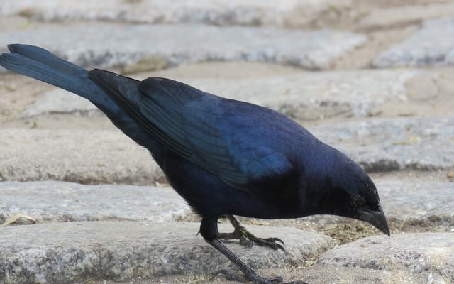Shiny Cowbird reference
