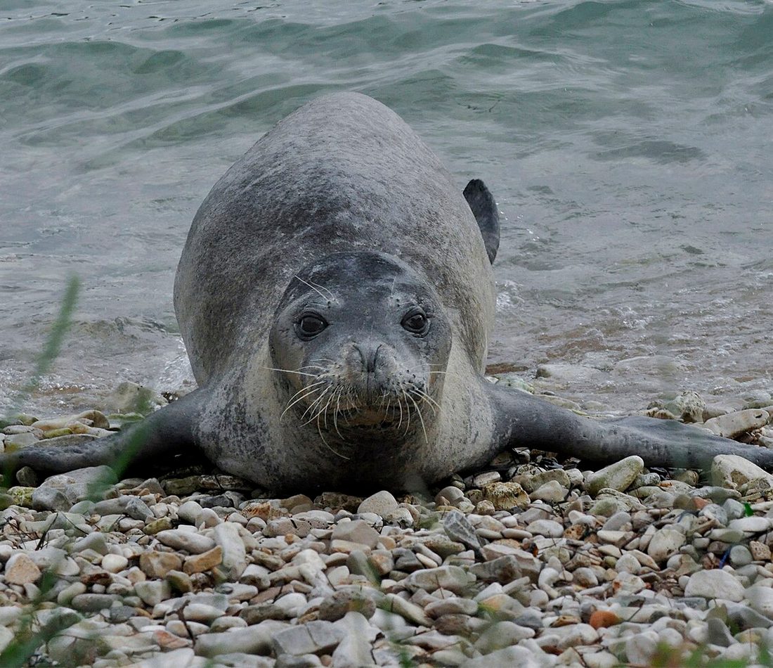 Mediterranean Monk Seal reference