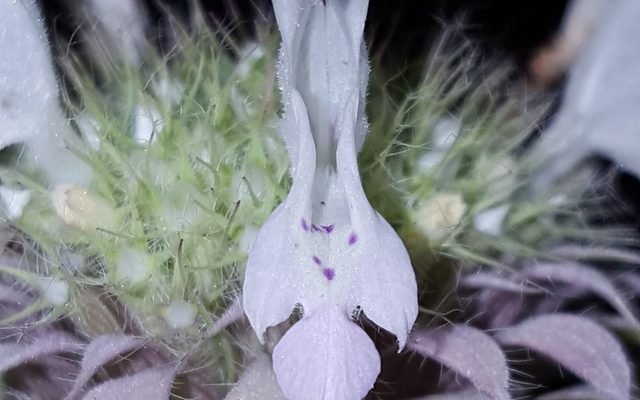 Lemon Beebalm reference