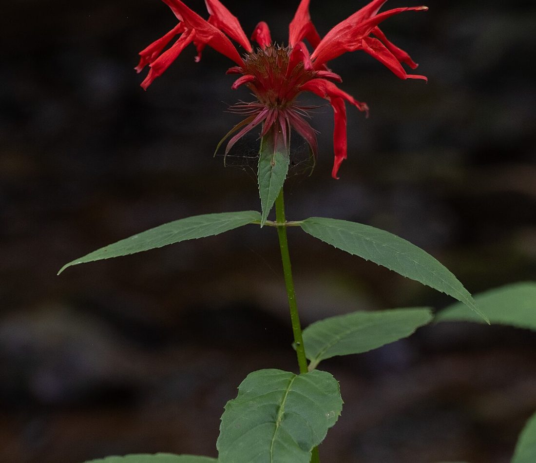 Scarlet Beebalm reference