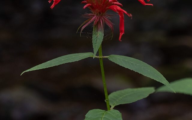 Scarlet Beebalm reference