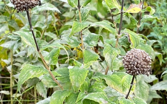 Wild Bergamot reference