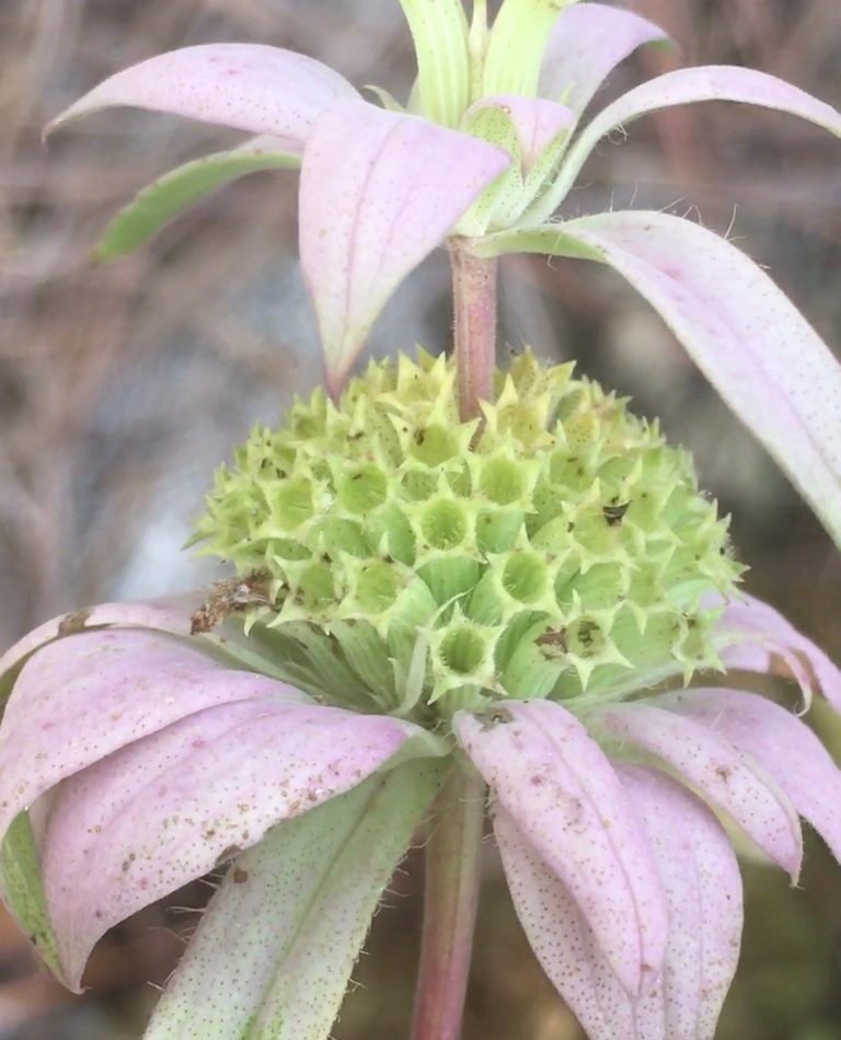 spotted horsemint reference