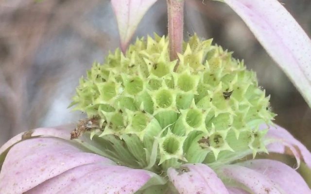 Spotted Beebalm reference