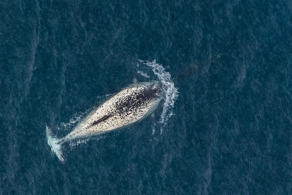 Narwhal reference